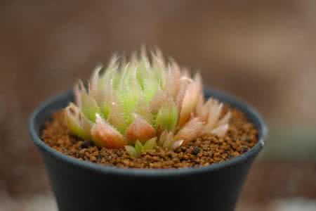 Ö±²¥µçÉÌΪÓñʯÐÐÒµÐîÊÆ ¹ã¶«ËĻᡰ³Ë·ç¡±×ªÐÍ