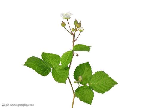 ÃÀÒßÃçÏÖ¹ýÃô·´Ó¦ ר¼Ò³Æ»òÓë¾ÛÒÒ¶þ´¼ÓйØ