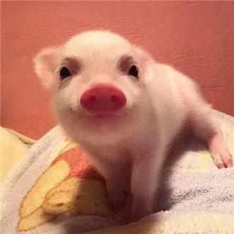 Òø°ÍÌú·ÇÅÁºÓÃÏ𽺲ÄÁÏ¡°ÒԴγäºÃ¡±£¿À¼ÖÝÌú·¼à¹Ü¾Ö¸Ï¸°ÏÖ³¡¿ªÕ¹µ÷²éºËʵ