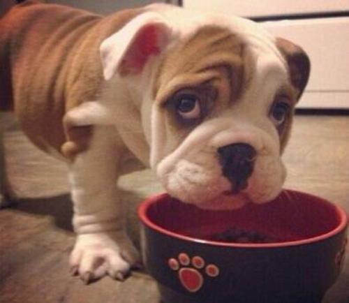 Àî¿ËÇ¿Ö÷³Ö³£Îñ»áÒé:¸÷ÀàÏîĿǷн´º½ÚǰÇåÁã